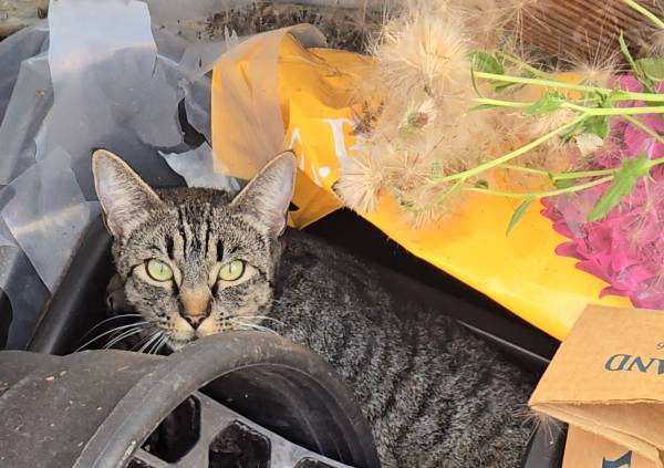 Found tabby cat 1