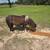 Shetland  ponies 6 thumbnail