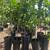 Citrus Trees 2 Feet Tall $20 - More Than 5000 Trees To Choose From $20 5 thumbnail