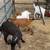 Goats for sale 15 thumbnail