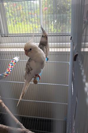 Cacatúas