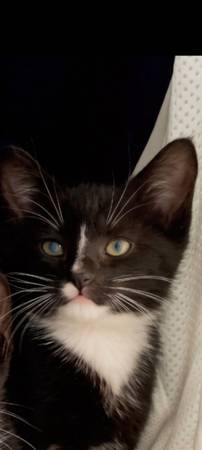 Cute Kitten! (Dona Ana)