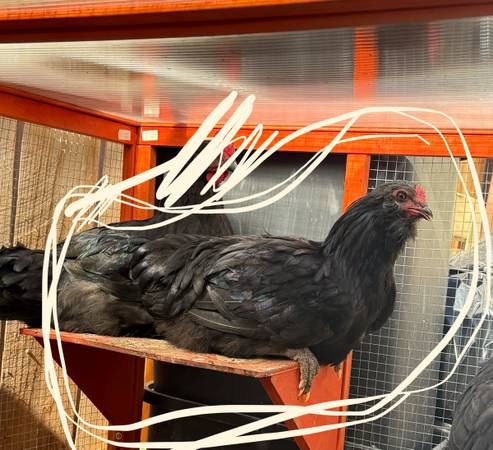 Rehoming rooster 1
