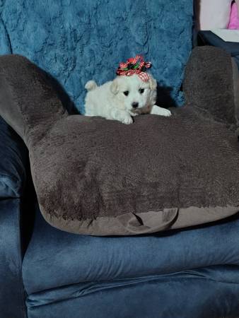 Cocker Spaniel / Poodle 1