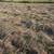 4' Hay Round Bales 2 thumbnail