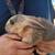 Rabbits and cayuga 3 thumbnail