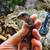 3 crocodile skinks 2 thumbnail