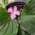 Various plants/flowering 3 thumbnail