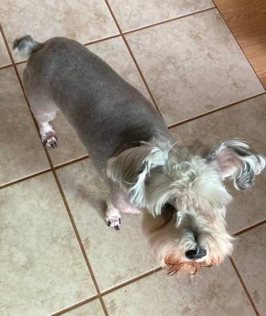 Miniature Schnauzer (Timberlake)63908216903810121