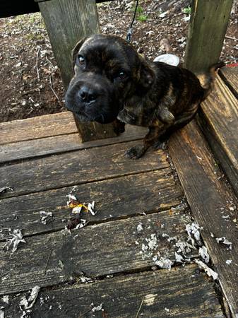 Massiff and boxer mix 1