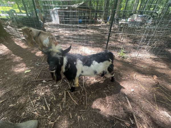 Nigerian dwarf buck - $150 (Anniston)63438159152129121