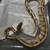 Ball pythons 1 thumbnail