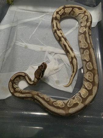 Ball pythons 1