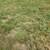Field mowing 3 thumbnail