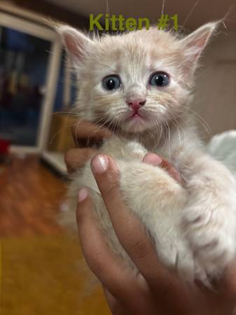 Gatitos gratis63865302797441120
