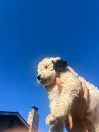Cachorro Golden doodle (fairfield / vacaville)63659229470979121