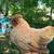 Bantam chickens 1 thumbnail