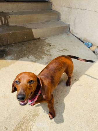 Dachshund hembra63804731282049122