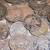 80 Buffalo Nickels 1913-1938 2 thumbnail