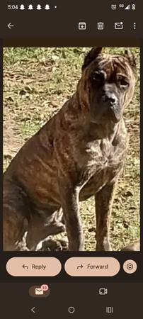 Brindle two-year-old Cane corso (PORTER)