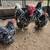 Chicks/ chickens 14 thumbnail