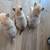 Pom-chi puppies ready for forever homes 4 thumbnail