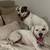Help a Rescue Dog for a Weekend or More – Ace of Hearts Foster Needed 5 thumbnail