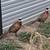 Ringneck pheasant flight ready 1 thumbnail