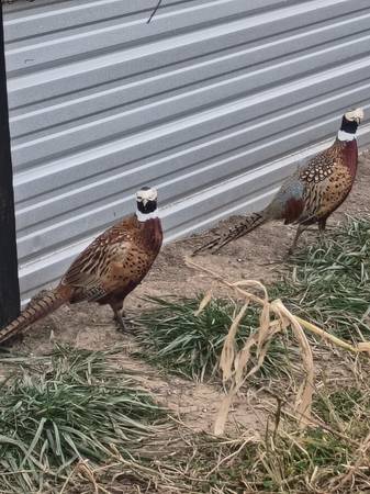 Ringneck pheasant flight ready 1