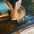 Rabbits 2 thumbnail
