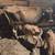 Jersey cows 2 thumbnail