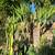 Yucca Palm Tree 1 thumbnail