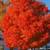 BUY 4 LARGE RED MAPLE TREES GET ONE FREE 4 thumbnail