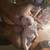 Miniature shih-poo puppies 4 thumbnail