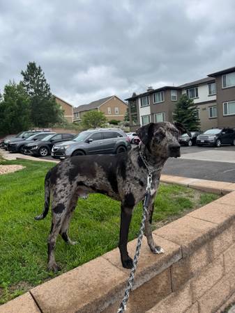 Catahoula (Castle Rock)63679569796353120
