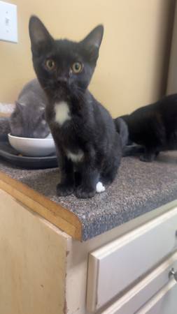 Kittens!! 1