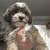shi poo 1 thumbnail