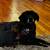 10 year old neutered male Lab Mix 9 thumbnail