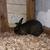 Rabbit 2 thumbnail