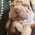 Sharpei puppy 1 thumbnail