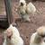 Satin Silky Chickens, available bundle of four. 5 thumbnail
