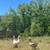 Cotton Patch Geese 1 thumbnail