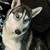 Lost husky 10/27 2 thumbnail