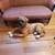 Ceramic Bullmastiff  - Life Size Statue 2 thumbnail