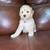 Goldendoodle puppies 6 thumbnail