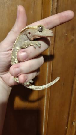 Gecko crestado63670037347203121