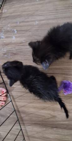 Gatitos gratis (Seminole)63670591658499122