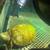 Mississippi Map Turtle $50 7 thumbnail