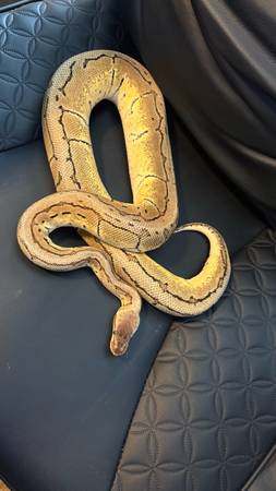 Rehoming Snakes & Enclosures (Coldwater)63625228868353121