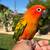 Sun conure 2 thumbnail